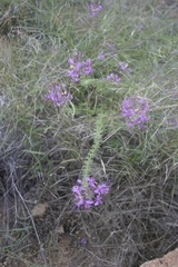 Cleome elegantissima