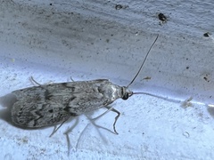 Vitula edmandsii