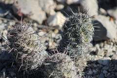 Neolloydia conoidea