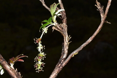 Polylepis