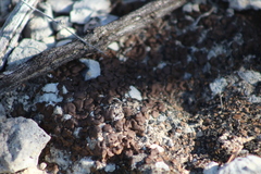 Clavascidium lacinulatum