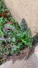 Sonchus asper