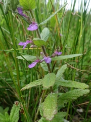 Teucrium scordium