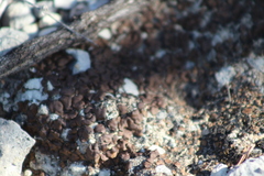 Clavascidium lacinulatum