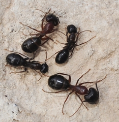 Camponotus sylvaticus