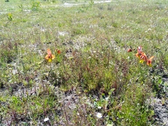Gladiolus alatus