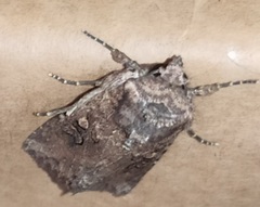 Mythimna languida