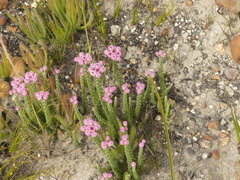 Lachnospermum umbellatum