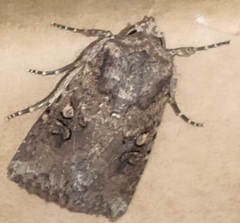 Mythimna languida