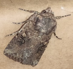 Mythimna languida