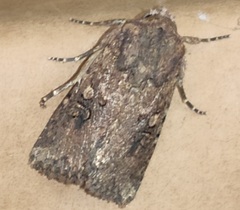 Mythimna languida