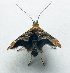 Prochoreutis inflatella