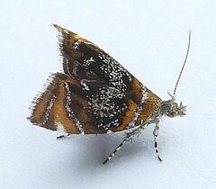 Prochoreutis inflatella