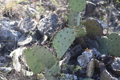 Opuntia dulcis