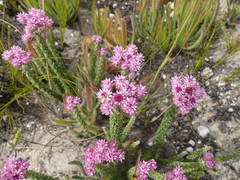 Lachnospermum umbellatum