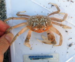 Ocypode gaudichaudii