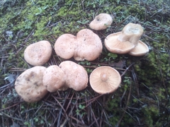 Lactarius deliciosus