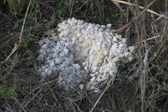Geotrupidae