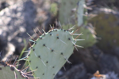 Opuntia dulcis