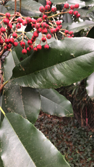 Photinia serratifolia
