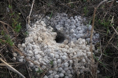 Geotrupidae