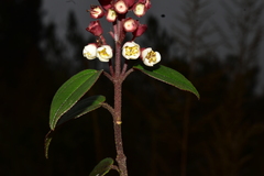 Miconia alpina