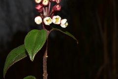 Miconia alpina