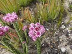 Lachnospermum umbellatum