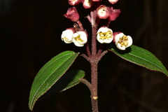Miconia alpina