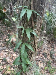 Bignonia