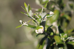 Nahuatlea hypoleuca