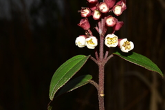 Miconia alpina