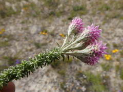 Lachnospermum umbellatum