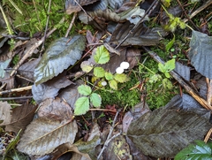 Marasmius calhouniae