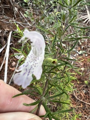 Conradina grandiflora