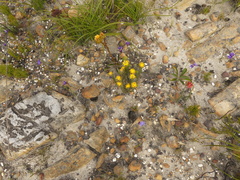 Aspalathus aspalathoides