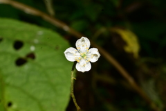 Klaprothia mentzelioides