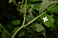 Klaprothia mentzelioides