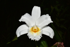 Sobralia