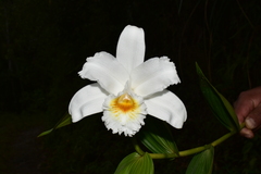 Sobralia