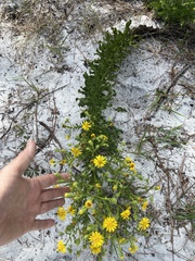 Chrysopsis scabrella