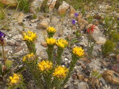 Aspalathus aspalathoides