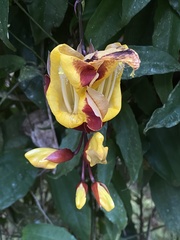Thunbergia mysorensis