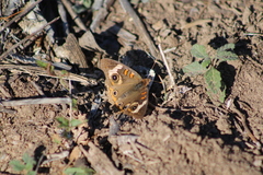 Junonia coenia coenia