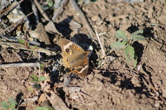 Junonia coenia coenia