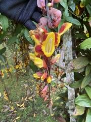 Thunbergia mysorensis