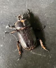 Phileurus