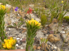 Aspalathus aspalathoides