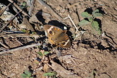 Junonia coenia coenia