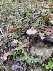 Tubaria furfuracea